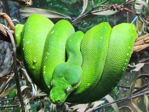 Ular sanca hijau Papua (Morelia viridis). (Wikipedia)