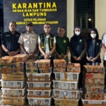 807 Ekor Burung Gagal Diselundupkan Pakai Truk Ekspedisi di Pelabuhan Bakauheni
