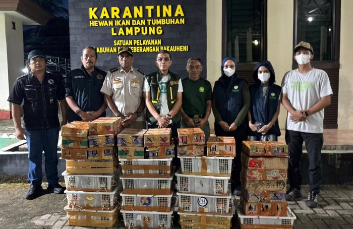 807 Ekor Burung Gagal Diselundupkan Pakai Truk Ekspedisi di Pelabuhan Bakauheni