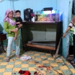 Babi Hutan Ngamuk di Permukiman Padat Sergai, Satu Warga Luka Parah