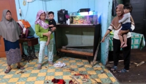 Babi Hutan Ngamuk di Permukiman Padat Sergai, Satu Warga Luka Parah