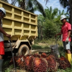 Koperasi Jadi Pilar Utama Strategi Agrinas Palma Bangun Ekosistem Agribisnis Perkebunan