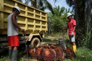 Koperasi Jadi Pilar Utama Strategi Agrinas Palma Bangun Ekosistem Agribisnis Perkebunan
