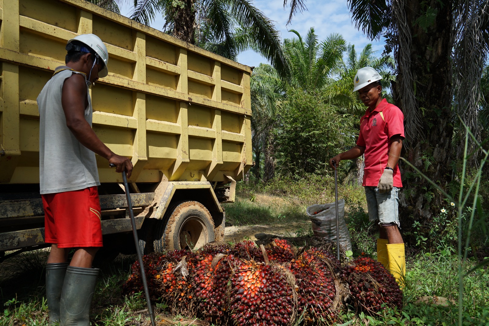 Koperasi Jadi Pilar Utama Strategi Agrinas Palma Bangun Ekosistem Agribisnis Perkebunan