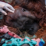 Terpapar Asap Karhutla, Orangutan Jantan Ditemukan Lemas di Perkebunan Warga Ketapang