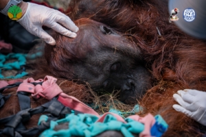 Terpapar Asap Karhutla, Orangutan Jantan Ditemukan Lemas di Perkebunan Warga Ketapang
