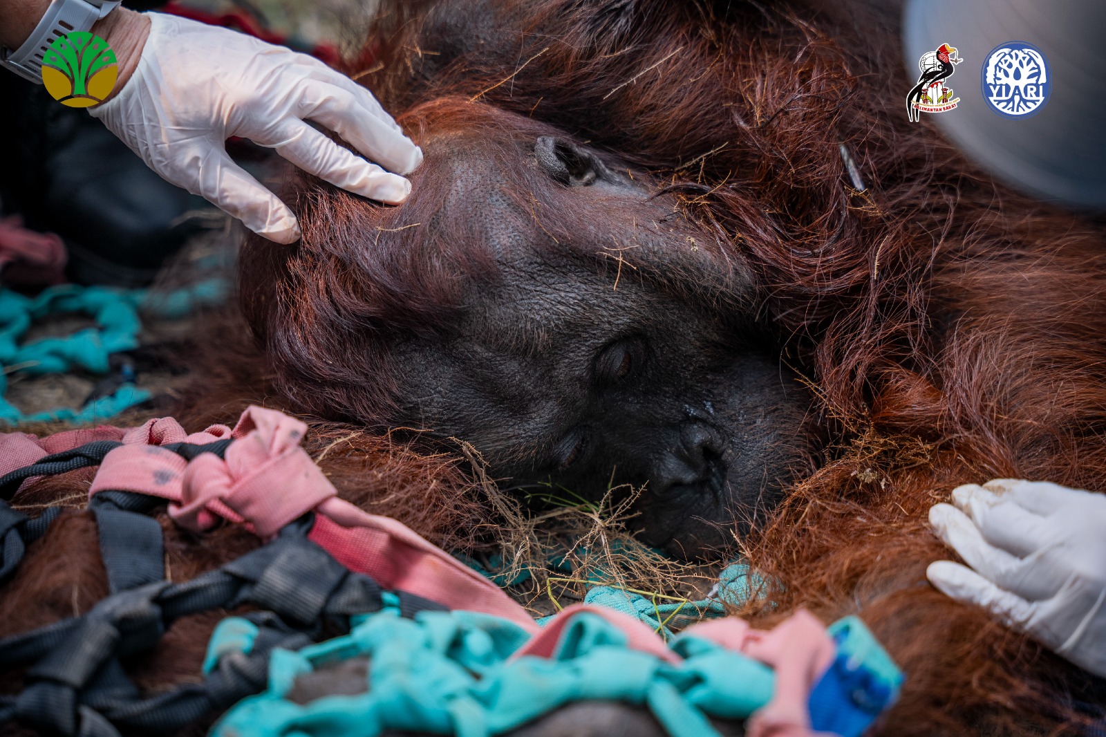 Terpapar Asap Karhutla, Orangutan Jantan Ditemukan Lemas di Perkebunan Warga Ketapang