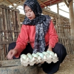 Harga Pakan Naik, Peternak Bebek di Banyumas Tertekan