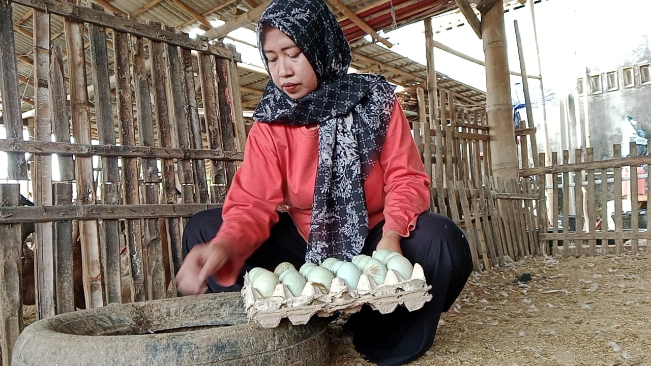 Harga Pakan Naik, Peternak Bebek di Banyumas Tertekan
