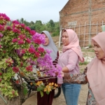 Bugenvil pancawarna milik Acong di Kracak, Banyumas, menarik perhatian warga karena satu pohon menghasilkan bunga dengan beragam warna. (Kus)