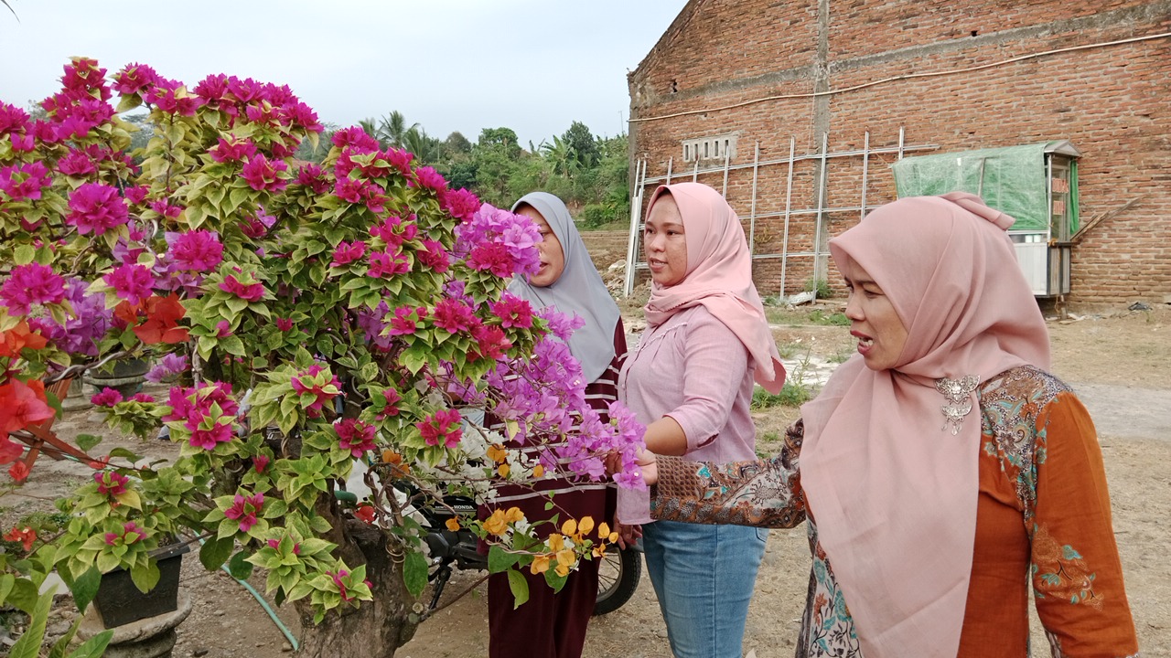 Bugenvil pancawarna milik Acong di Kracak, Banyumas, menarik perhatian warga karena satu pohon menghasilkan bunga dengan beragam warna. (Kus)