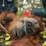 BKSDA Kalbar dan YIARI menyelamatkan induk dan anak orangutan yang terjebak di area terbatas perkebunan sawit di Ketapang. (BKSDA Kalbar)