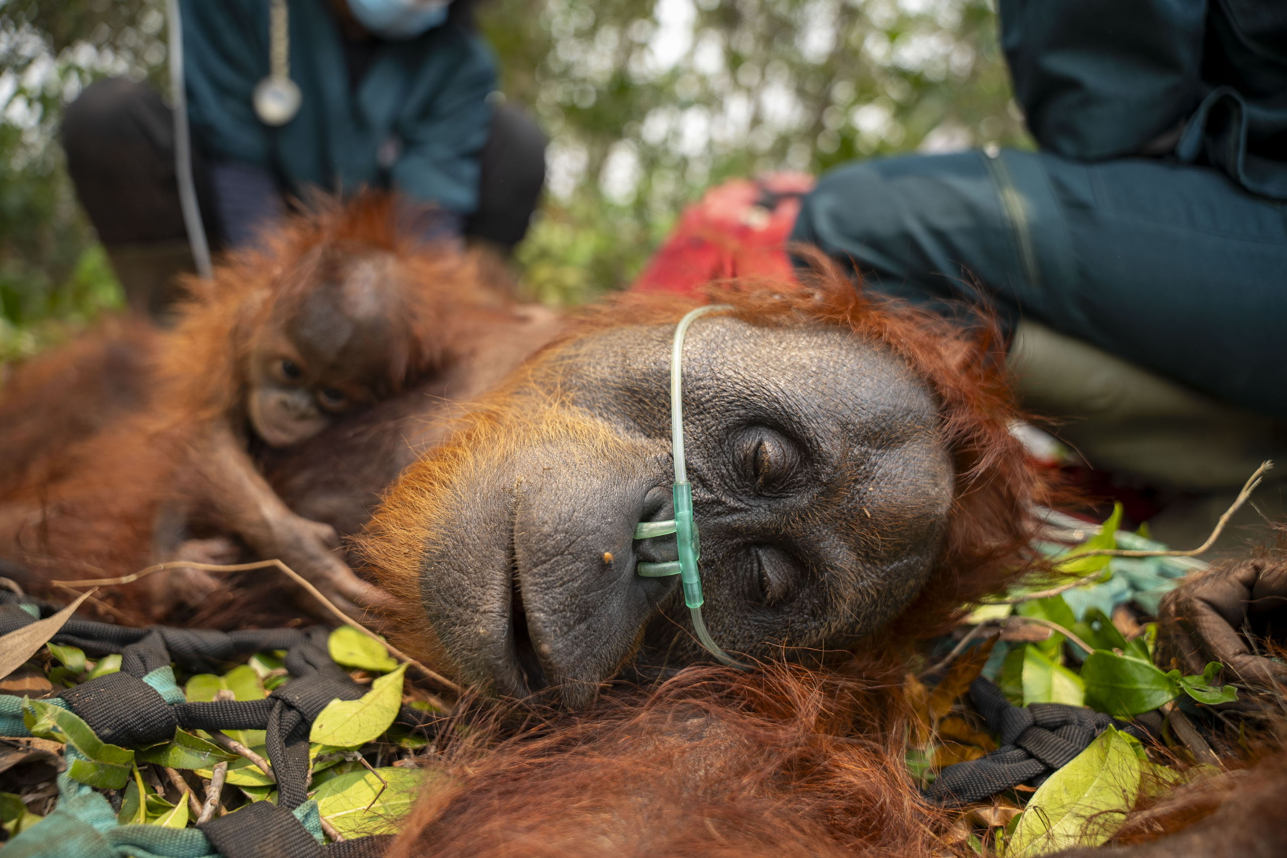BKSDA Kalbar dan YIARI menyelamatkan induk dan anak orangutan yang terjebak di area terbatas perkebunan sawit di Ketapang. (BKSDA Kalbar)